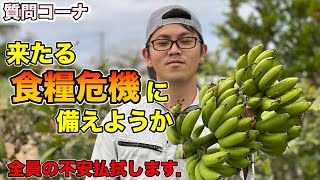 【バナナ質問②】みんなの疑問や質問，不安に全部答える！バナナを植えて食糧危機に備えよう【バナナの育て方】Banana cultivation Answer all your questions.