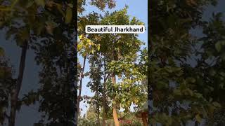 Beautiful Jharkhand biodiversity greenytravel tress mountain