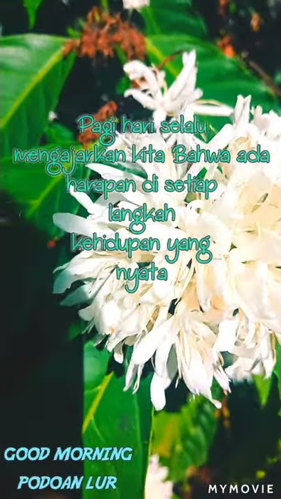 Kata story WA di pagi yang indah
