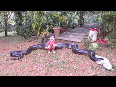 Giant Anaconda Captured After Eating Dog