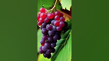 KOLESTEROL TINGGI? Buah-Buah Ini Bisa Turunkan Kolesterol dengan Cepat! 🍎🚫🩸