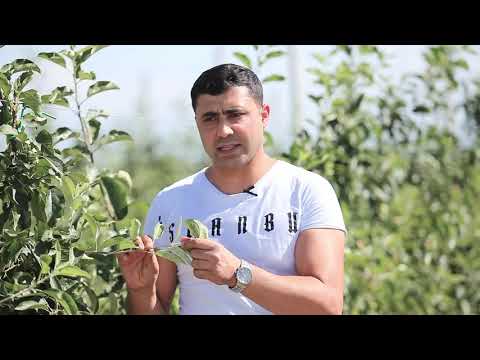 Video: Alma Ağacı Kök Xəstəliyi: Almada Fitoftora Müalicəsi Haqqında Məlumat əldə edin