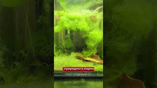 для тех кто в теме нежные водоросли в аквариуме с креветками #аквариумистика #aquarium