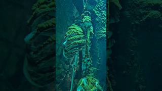 Human skeleton remains found underwater #shipwrecks #skeleton #humanremains