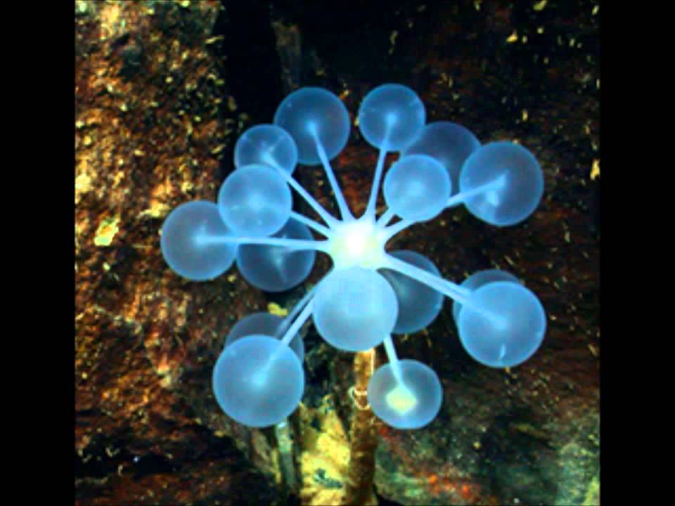 Joel Paarwater: Porifera , The Harp Sponge