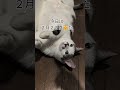 #さくらタン #かわい #cat #太ったさくらタン #🩷🩷🩷