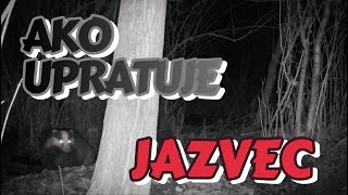 Kto prišiel navštíviť jazveca? Ako si jazvec upratuje svoju noru?