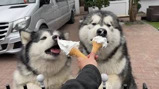 My Dogs Demolish Ice Cream! Phil Tries To Steal It All!