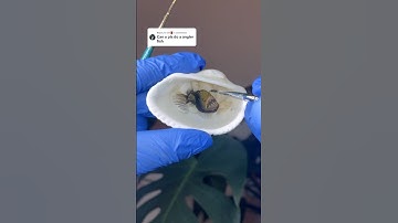 Anglerfish in shell 🐚 #painting #shorts