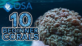 Bubble Coral - 10 Beginner Corals screenshot 4