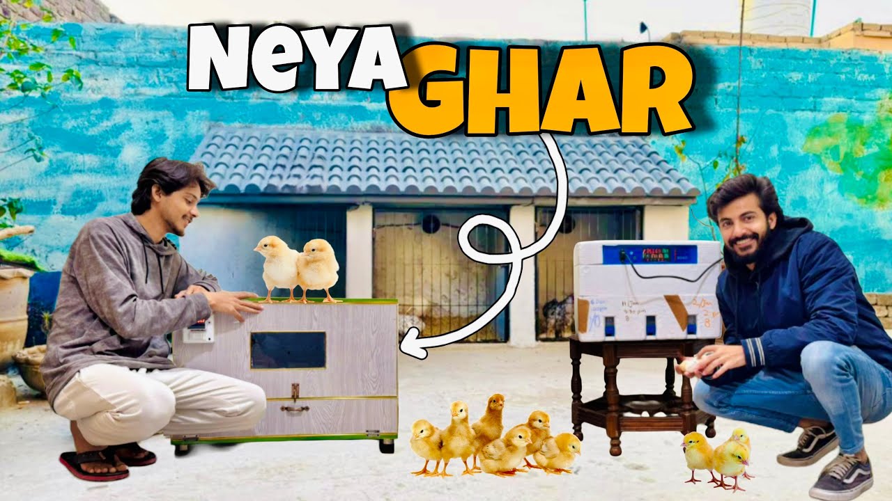 Chicks K Liye New Big House Agya😍 Aur Sab Chicks Ko Apny New Ghar Me Shift Kar Diya💝