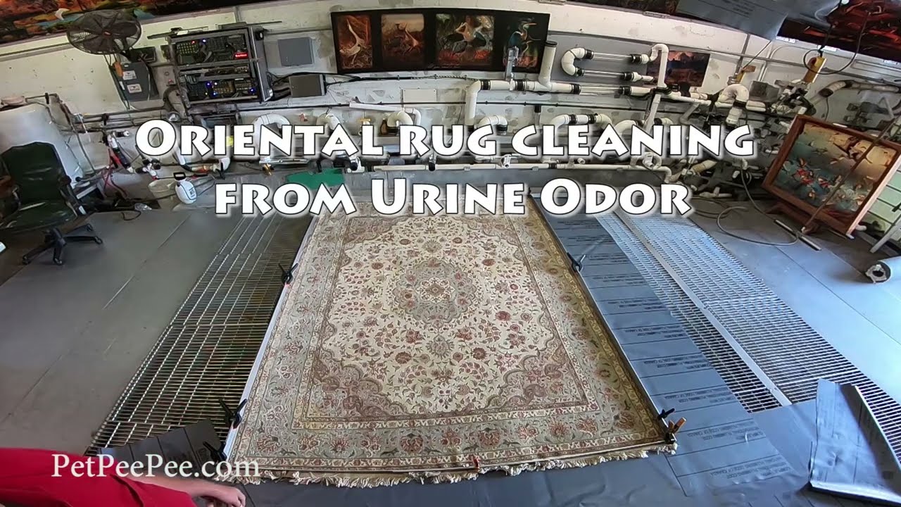 Oriental rug cleaning from urine Odor