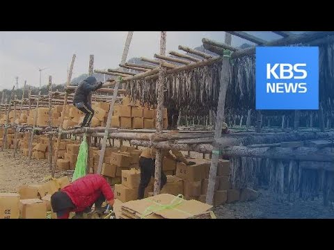 “추위야 반갑다”…황태덕장 활기 / KBS뉴스(News)