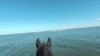 Cponies.com always a safe ride