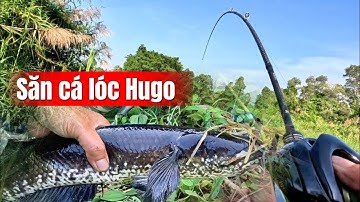 Câu cá lóc rừng U Minh Thượng // săn cá lóc hugo (tập 225) #h