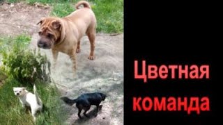 Цветная команда  Передержка