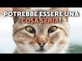 LA TERZA PALPEBRA DEL MIO GATTO SI VEDE 😿👁️ Membrana nittitante nei gatti