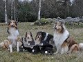 &quot;Ranch collie 2019&quot; - farm reality fun show