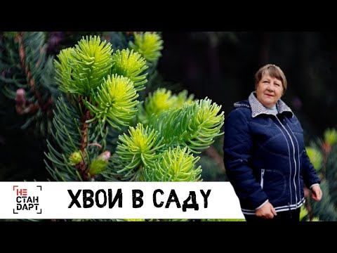 Хвойные растения в саду // Нестандарт / Серия 4