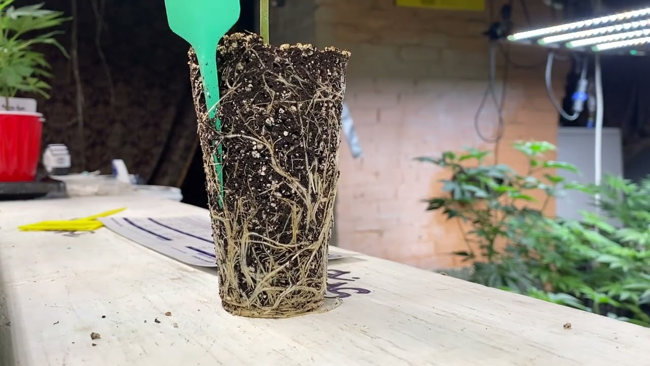 Lotus nutes are no joke!!! 