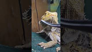 BEARDED DRAGON DOESNT WANT NOSE SHED REMOVED! HE GETS MAD AFTER!  #reptiles #shorts #beardeddragon