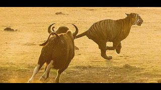 世界上最凶残的牛，最重可达1600斤，能瞬间秒杀狮子！