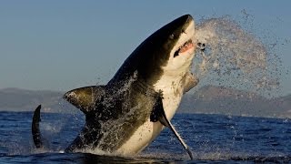 Largest Sharks On Earth | Biggest Shark Found 2016 | Whale Shark, Great White Shark