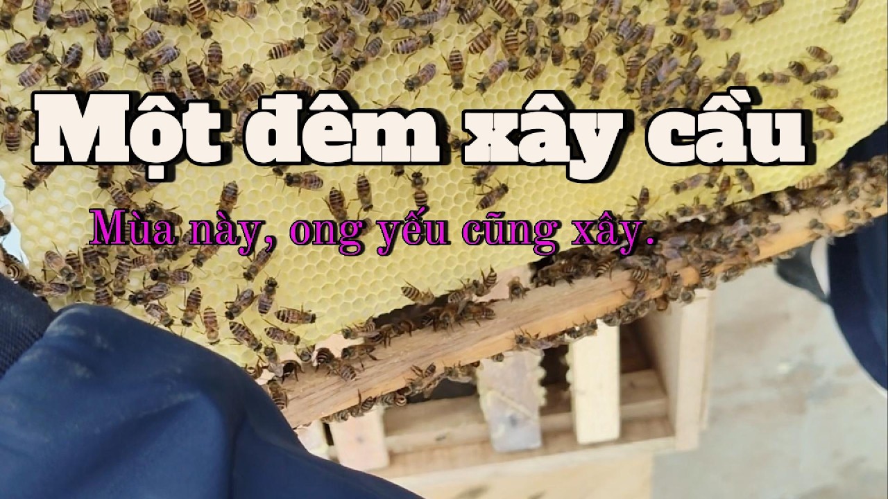 Lao Cầu Đúng Lúc: Tối Ưu Chi Phí Và Giữ Ổn Định Nền Đàn