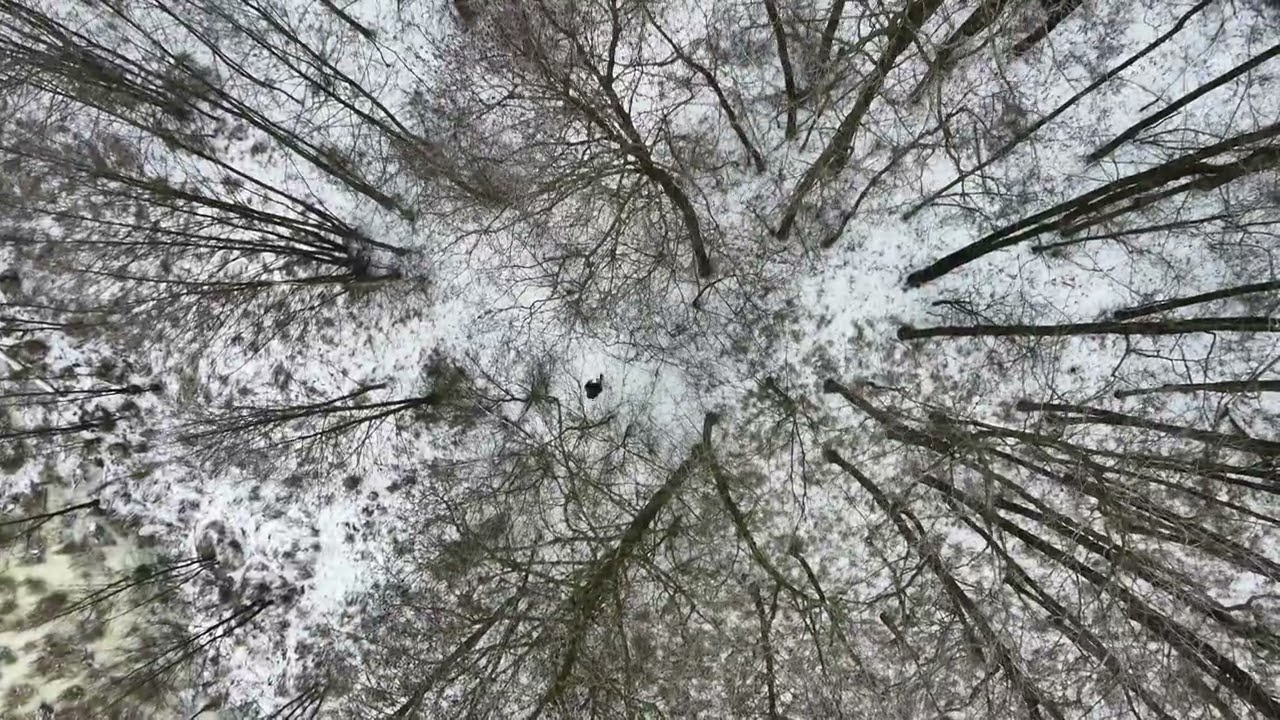 Zimowy spacer po lesie