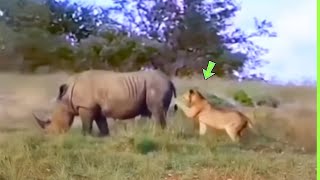 Download Lagu DE LEEUW BETAALDE DE PRIJS TOEN HIJ DE NEUSHOORN UITDAGDE MP3