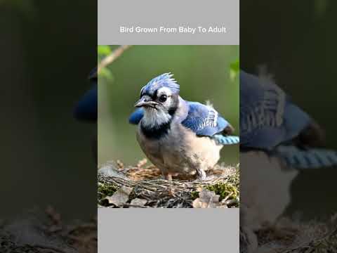 Bird growing up from baby to adult #birds #wildlifephotography #forestlife #shorts