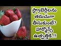 Health Benefits Of Strawberries | Health Tips In Telugu | Manandari Health