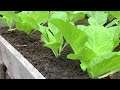 a new way to grow Brassica juncea