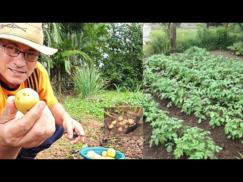 Vídeo: Quem primeiro cultivou batatas?
