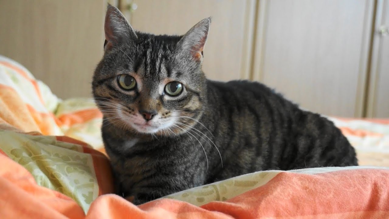 Katzenvideo Katzenvideo