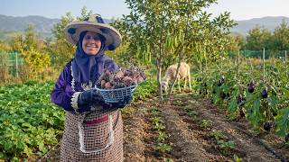 سرّ زراعة البطاطس والباذنجان في الجبال وسط طبيعة خلابة 🥔🍆🌼🏔️