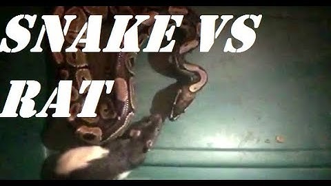 Snake vs Rat Slow Motion