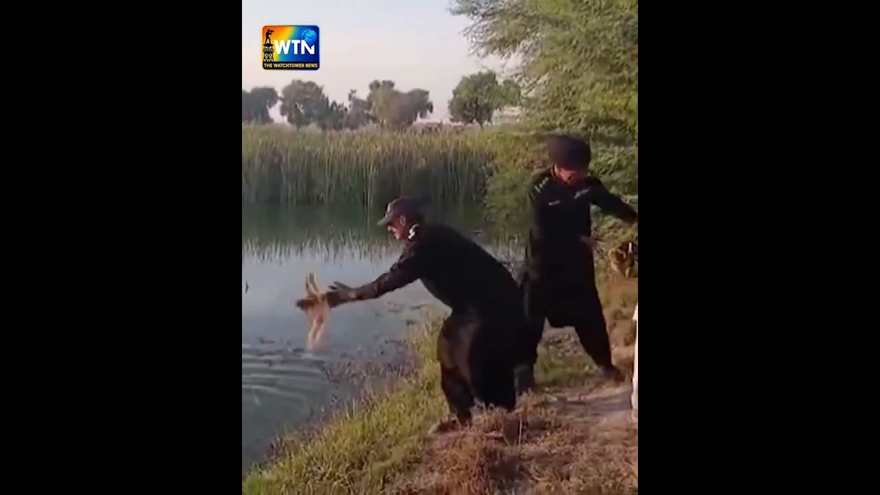 Rare Mallard Ducks Rescued in Larkana | Wildlife Team Operation