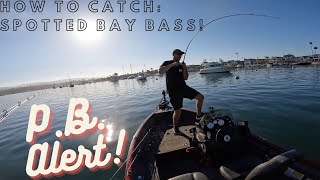 Break Down! How to Catch Spotted Bay Bass  PB ALERT!!!