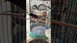 kolibri ninja ngobra ngobra