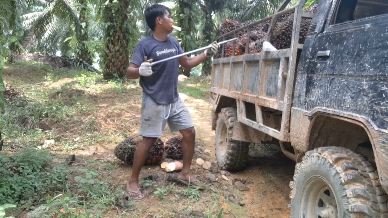 Kuli sawit tak kenal lelah