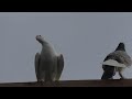 БОЙНЫЕ ГОЛУБИ В НЕБЕ  !!!#pigeons​##Tauben​##աղավնիներ​##göyərçinlər​##көгершіндер#