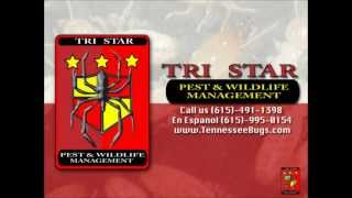 Termite Control Mt. Juliet TN