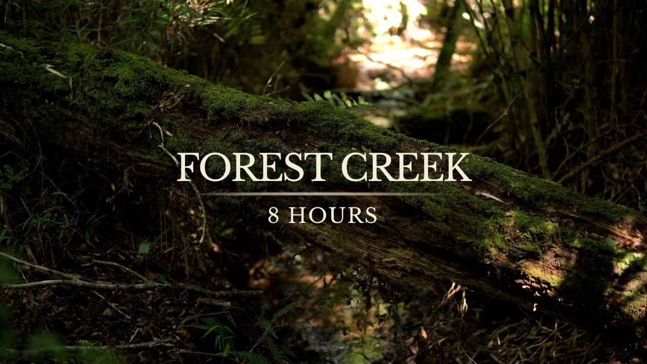 8 Hours Forest Creek | Real Water & Birds for Sleep & Focus
