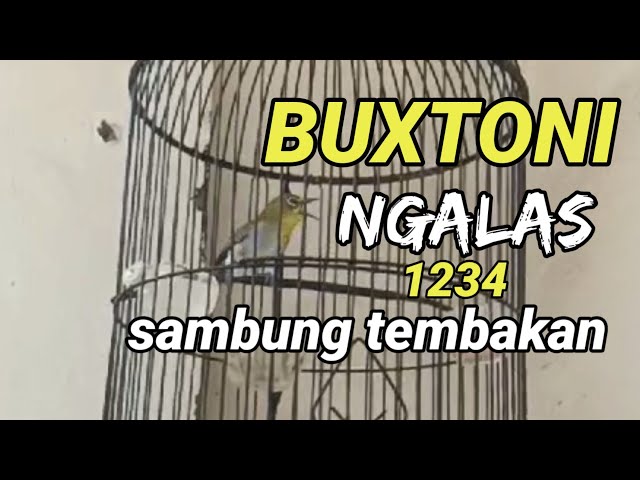 COBA AJA ‼️ putar buat pancingan pleci buxtoni Mu biar cepat nembak | pancingan pleci Bustomi class=