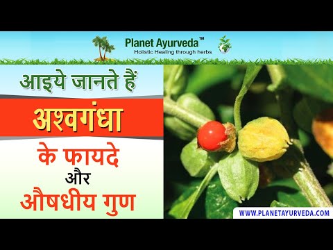 आइये जानते हैं अश्वगंधा के फायदे और औषधीय गुण