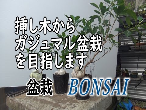 1．挿し木からガジュマル盆栽を作る過程[124] - YouTube