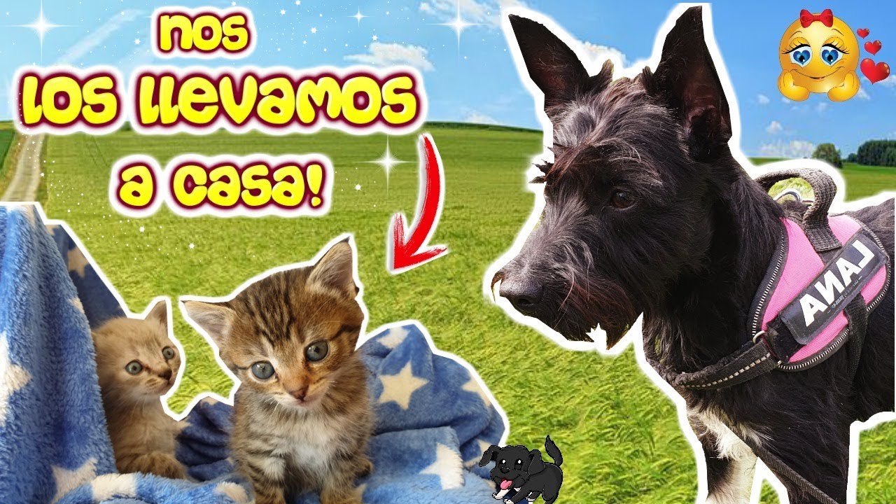 ¡NOS TRAEMOS A CASA DOS GATITOS BEBÉS! Vlog Lana