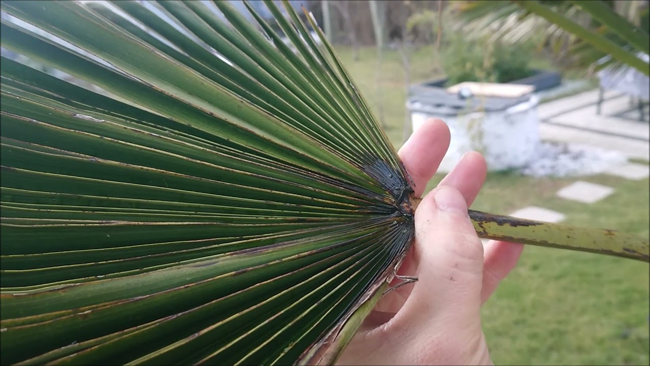 Jinsiy olatni uni qiynayapti Semiz eshak anal porno onlayn tomosha qiling