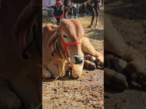 🐂Gir bull calf ചന്തയിൽ വില്പനക് വന്നത് Chattipparamba Chanda | kala chantha malappuram#buffalo #bull